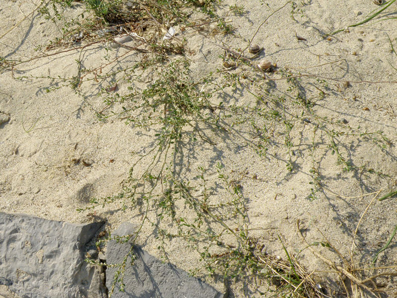 Polygonum robertii / Poligono di Robert